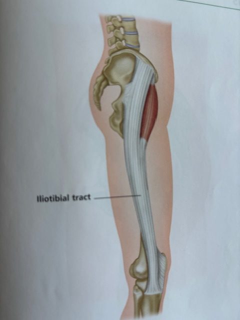 tensor fascia latae involved in knee pain